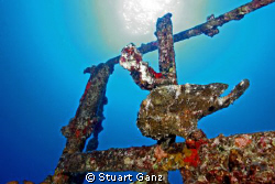 Commersons frog fish on the railing of the deep LCU. Oahu... by Stuart Ganz 